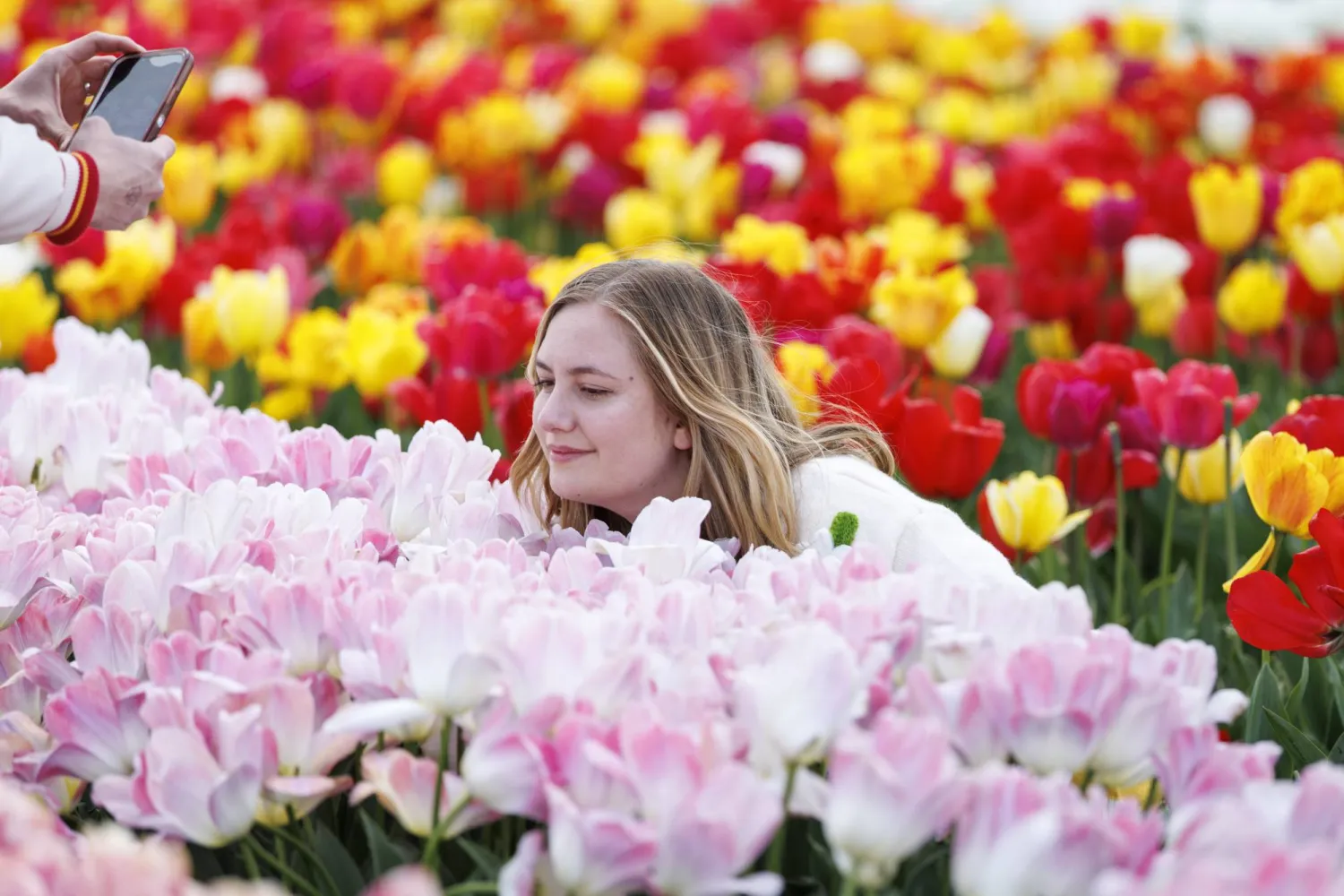 زائرة تلتقط صوراً مع زهور التوليب في سانت ألبانز (إ.ب.أ)