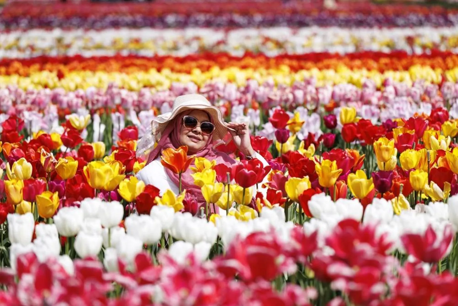 A visitor poses for pictures with tulips at Tulleys Tulip Fields on a sunny day in St Albans, Hertfordshire, Britain, 20 April 2026. (EPA)