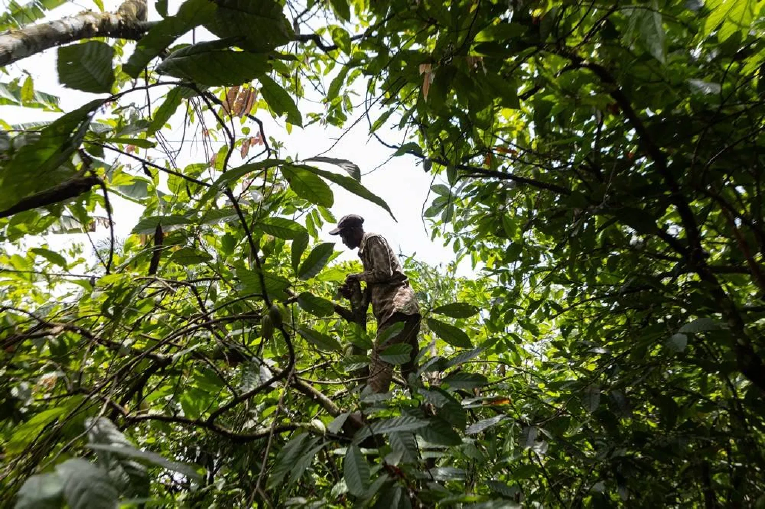 Emmanuel, a worker at the Fasoranti farm, harvests cocoa pods in Akure, Ondo State, Nigeria, 20 April 2026. (EPA)