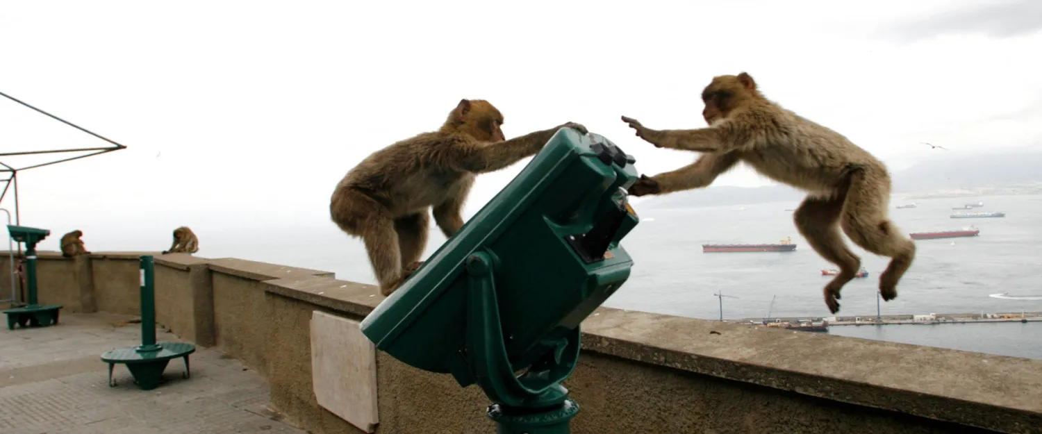 FILE PHOTO: Gibraltar monkeys play on the top of the Rock of Gibraltar overlooking the colony April 16, 2008. REUTERS/Anton Meres/File Photo