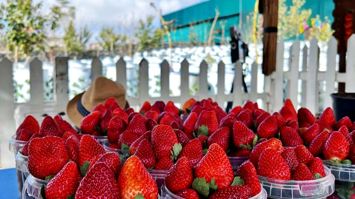 فراولة في إحدى المزارع السعودية (وزارة السياحة)