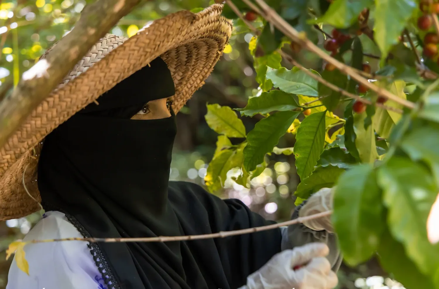 يمنية في منطقة صبر بمحافظة تعز تتفقد أشجار البن التي أصبحت مصدر دخل لها (الأمم المتحدة)