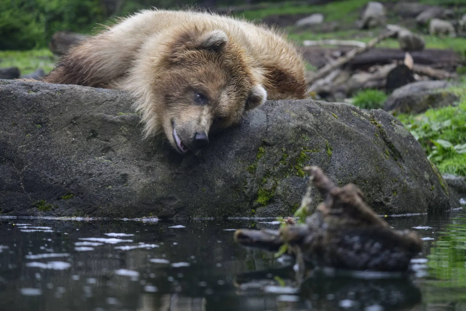 22 April 2026, US, Seattle: Juniper, a Coastal Alaskan Brown Bear pictured on Earth Day at the Woodland Park Zoo. Photo: Shane Srogi/ZUMA Press Wire/dpa