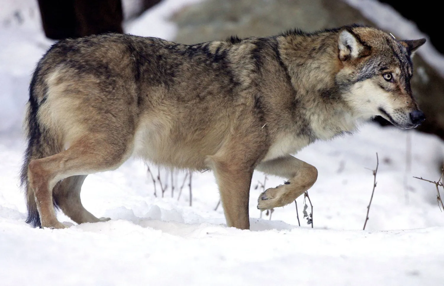 FILE PHOTO: Ten wolves were released in a wolf wildlife park in Saint Martin Vesubie, southern France, December 16, 2004. REUTERS/Eric Gaillard/File Photo