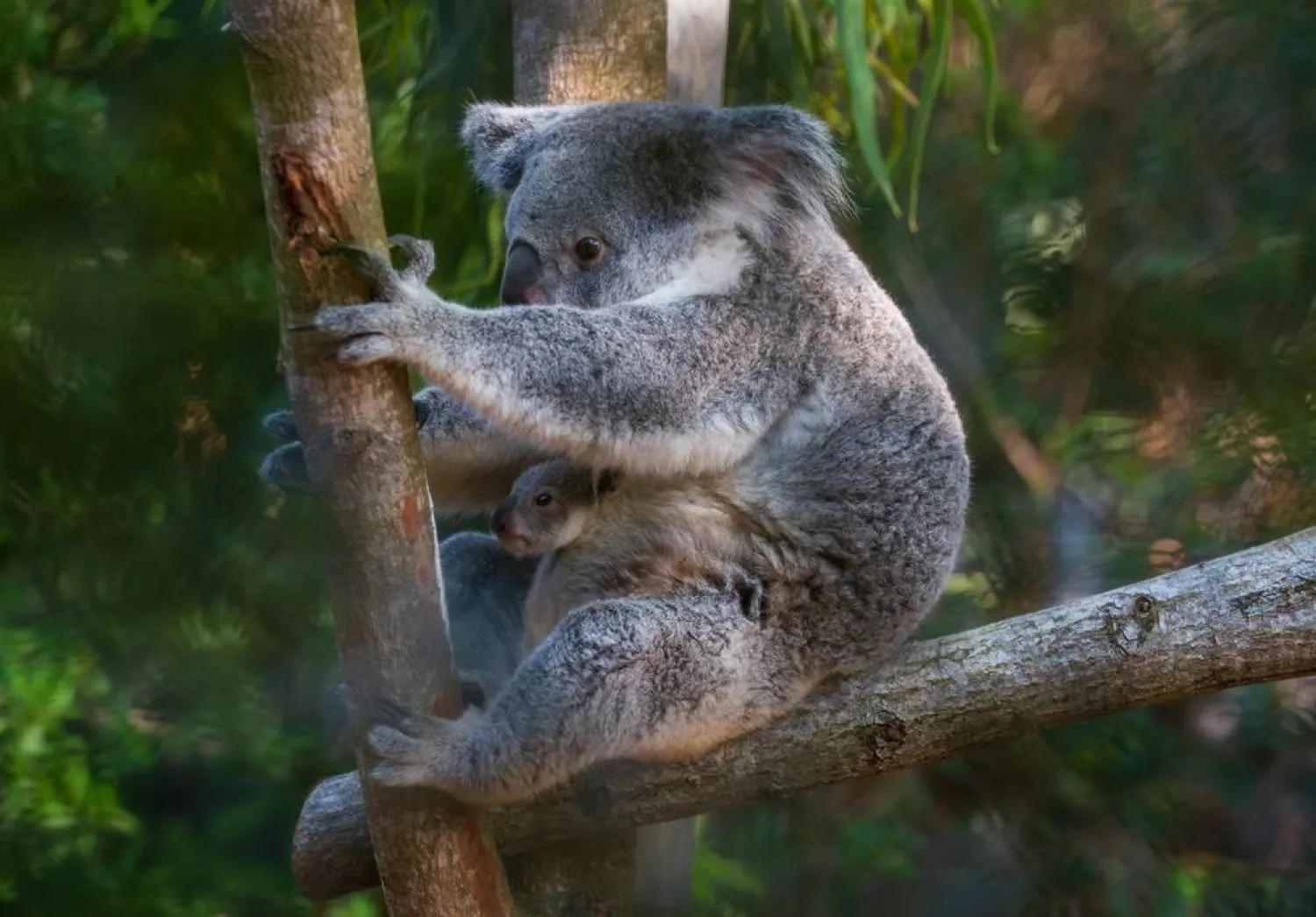 This photo provided by the Palm Beach Zoo Conservation Society Clearance shows a koala named Ellin and her newborn joey in a habitat at the Palm Beach Zoo Conservation Society in West Palm Beach, Fla., on Saturday, April 18, 2026. (John Towey/Palm Beach Zoo Conservation Society via AP) 