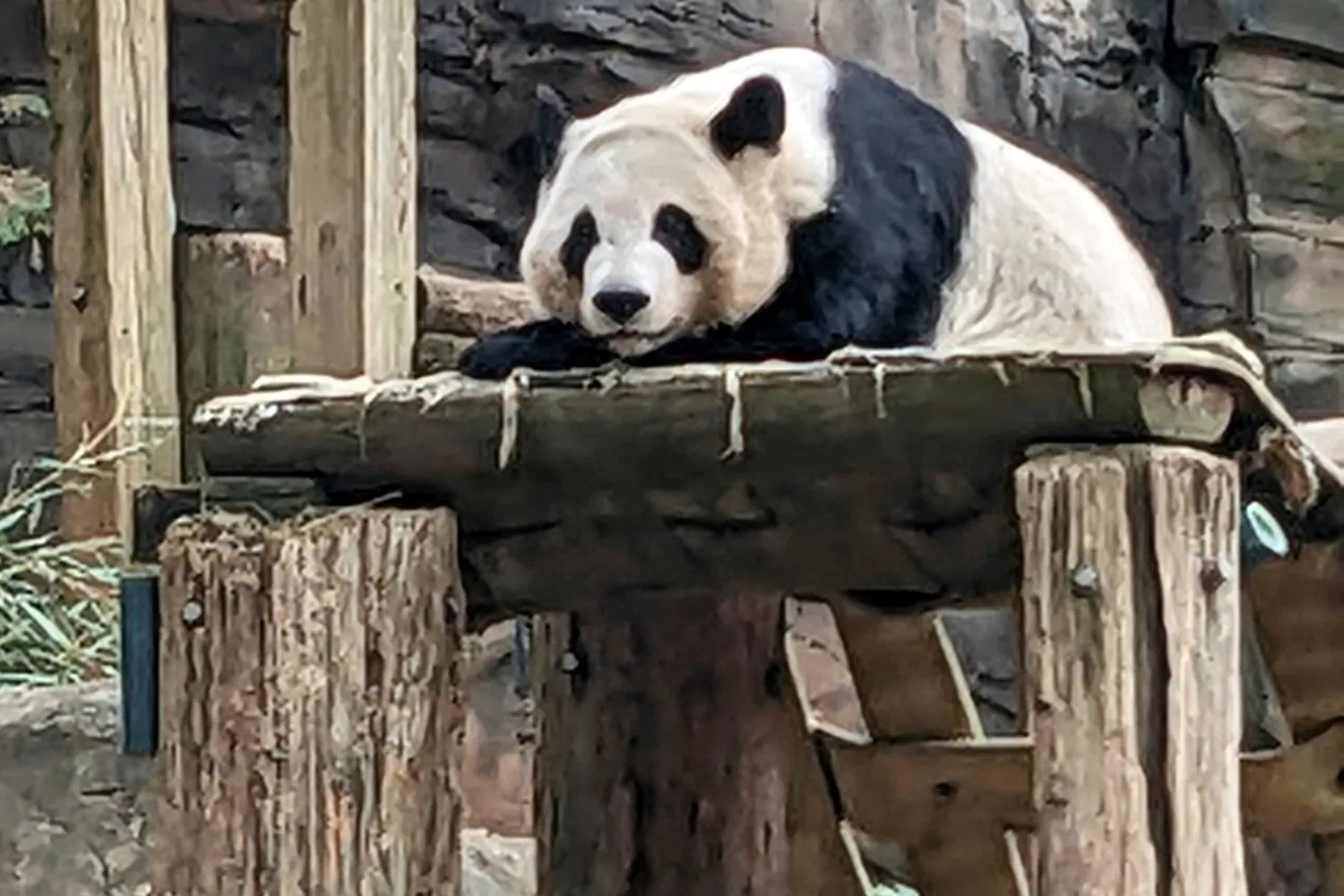 One of four panda bears at Zoo Atlanta rests in their habitat on Dec. 30, 2023, in Atlanta. (AP)