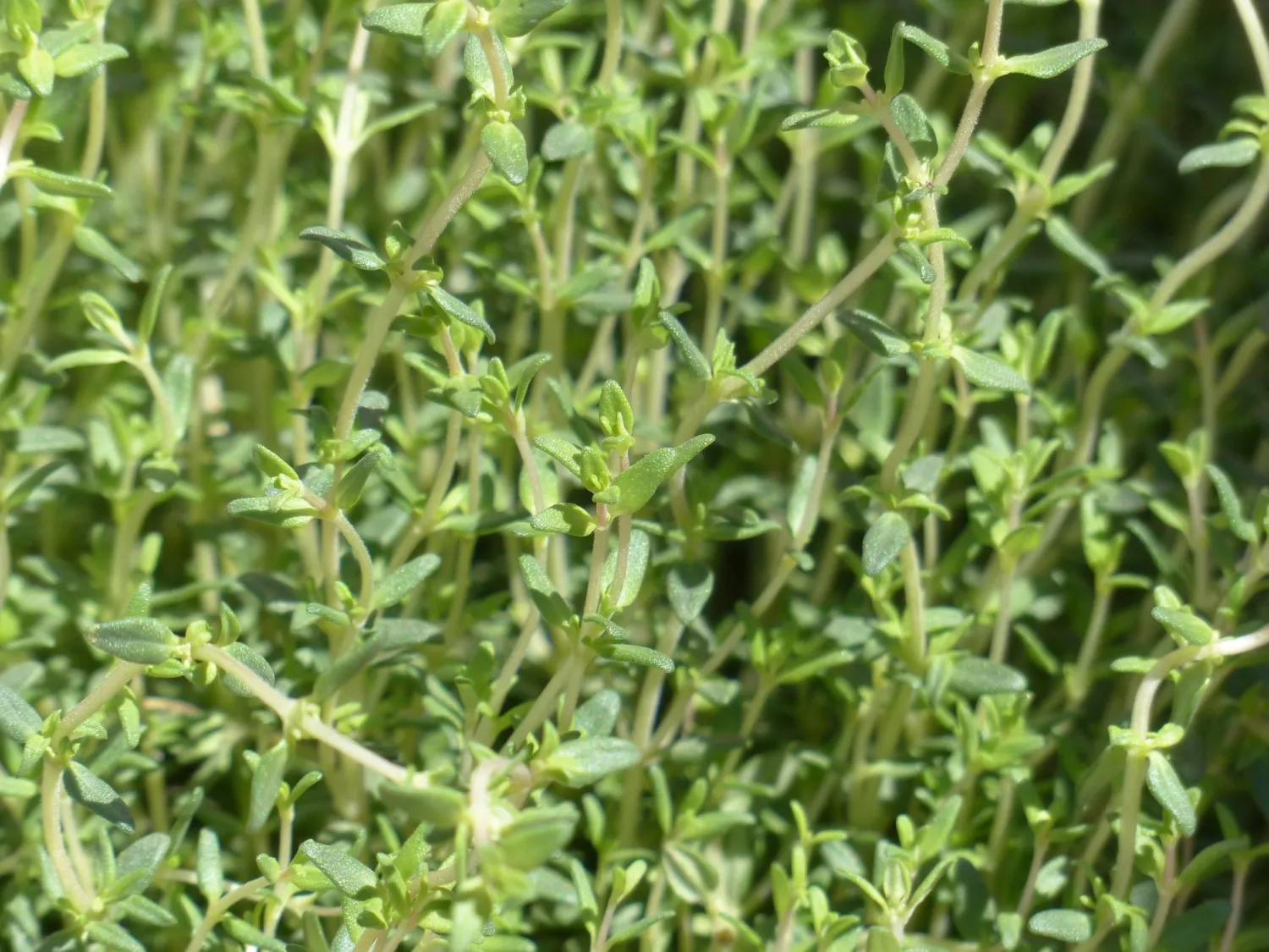 Thyme is an herb in the mint family (Pixabay)