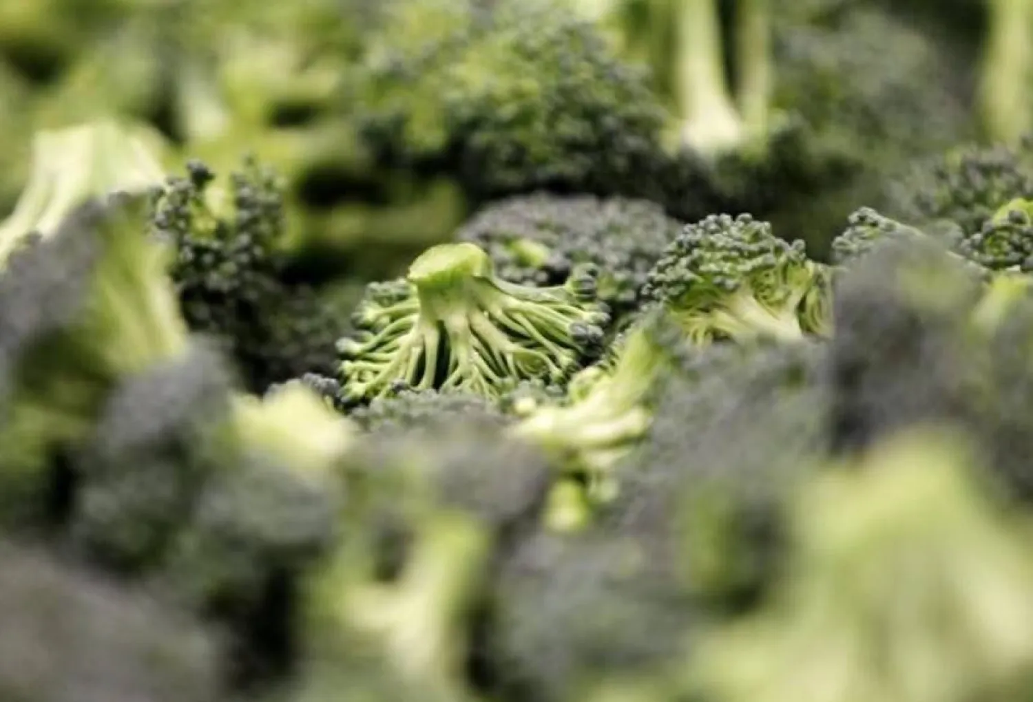 البروكلي (أرشيفية - رويترز)