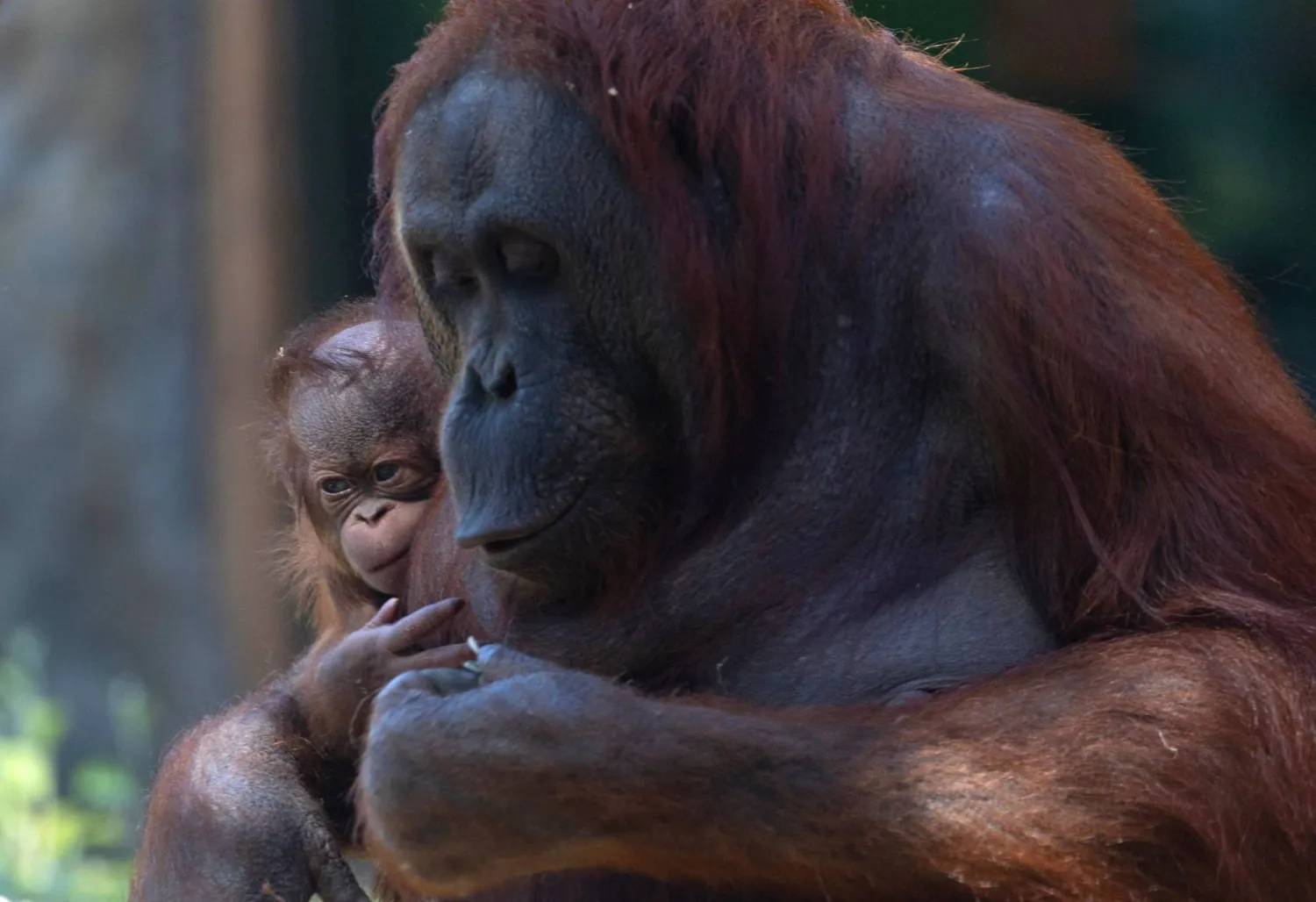 Surya, a female Bornean orangutan (Pongo pygmaeus), cradles her newborn on April 15, 2026 at the Madrid Zoo Aquarium, in Madrid. (Photo by Pierre-Philippe MARCOU / AFP)