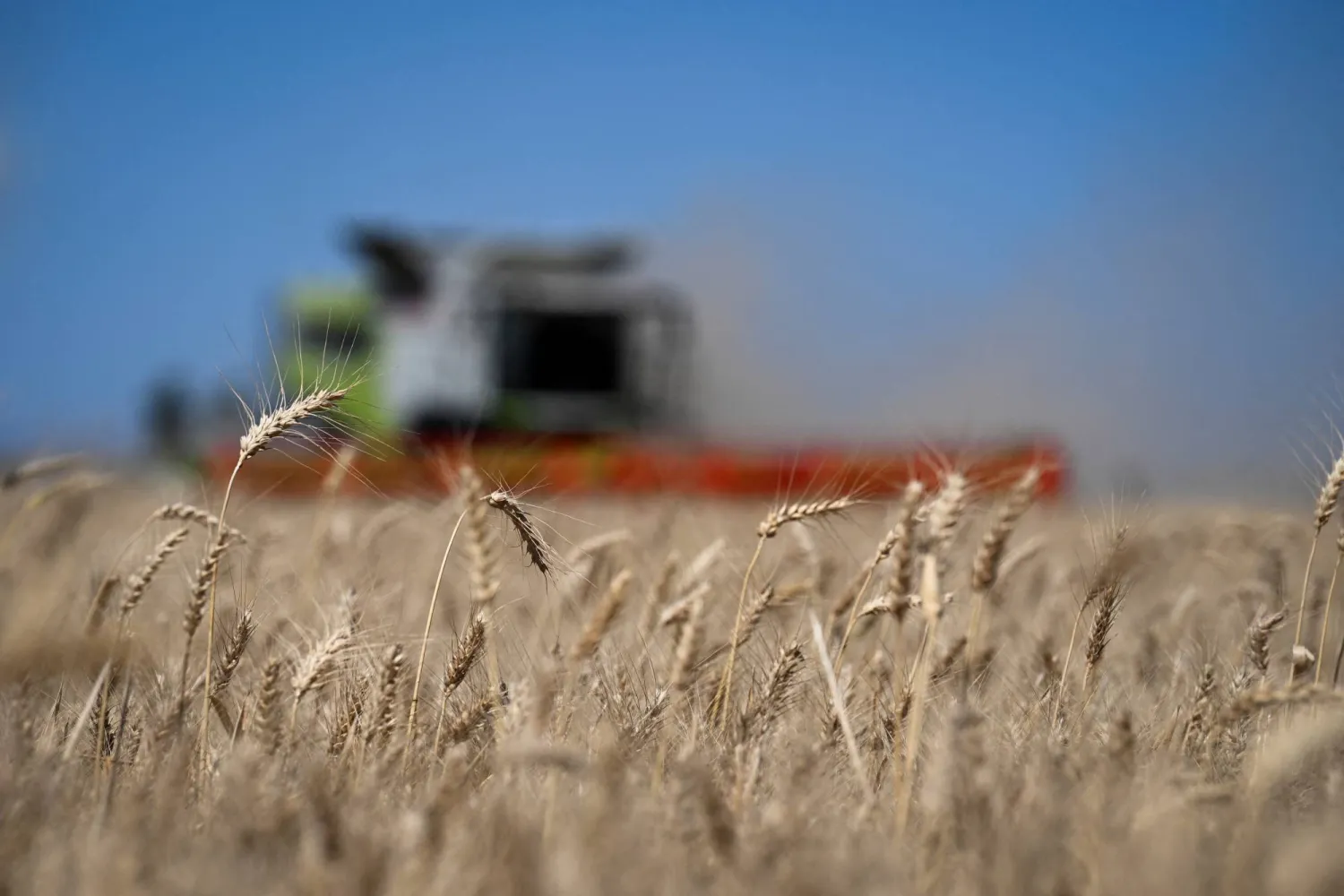 مزارع يحصد القمح في بينيتو خواريز بالأرجنتين (رويترز)