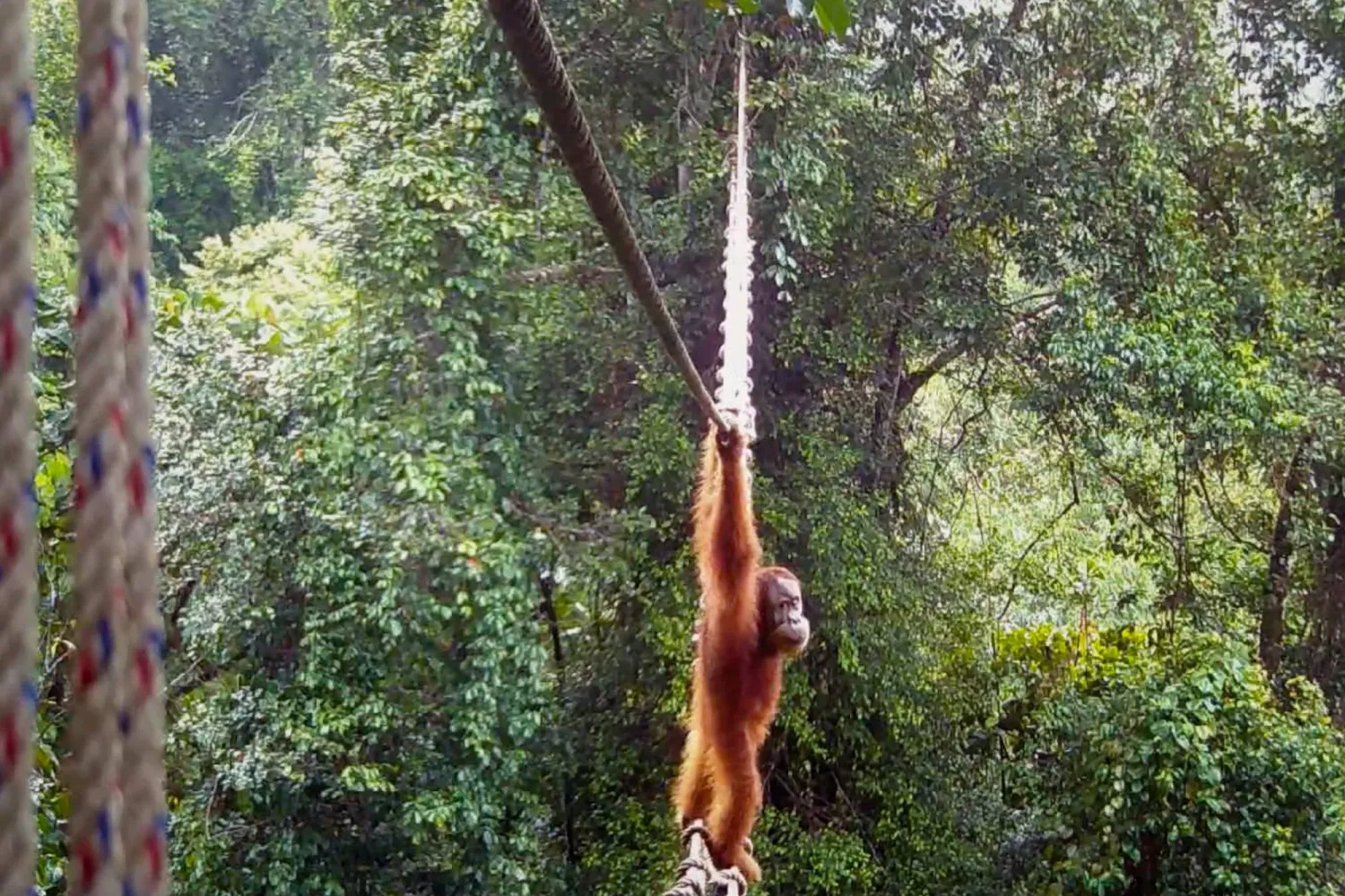 This screengrab from a handout video taken on December 14, 2025, and released by the Sumatran Orangutan Society (SOS) on April 26, 2026, shows a Sumatran orangutan using a canopy bridge constructed by conservation NGO Tangguh Hutan Khatulistiwa (TaHuKah) in collaboration with government partners and UK-based charity SOS to cross a road in Pakpak Bharat district, North Sumatra. (Handout / Sumatran Orangutan Society (SOS) / AFP) 