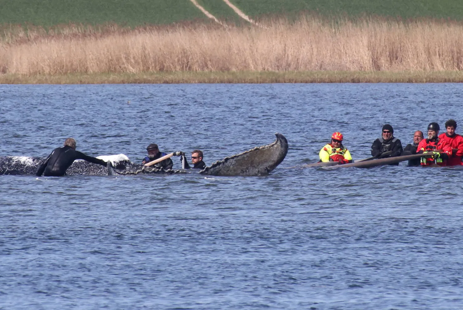 People stand close to a stranded humpback whale in the Wismarer Bucht bay of the Baltic Sea off the island of Poel, northern Germany, close to the village of Faehrdorf-Hof, on April 28, 2026. (AFP)