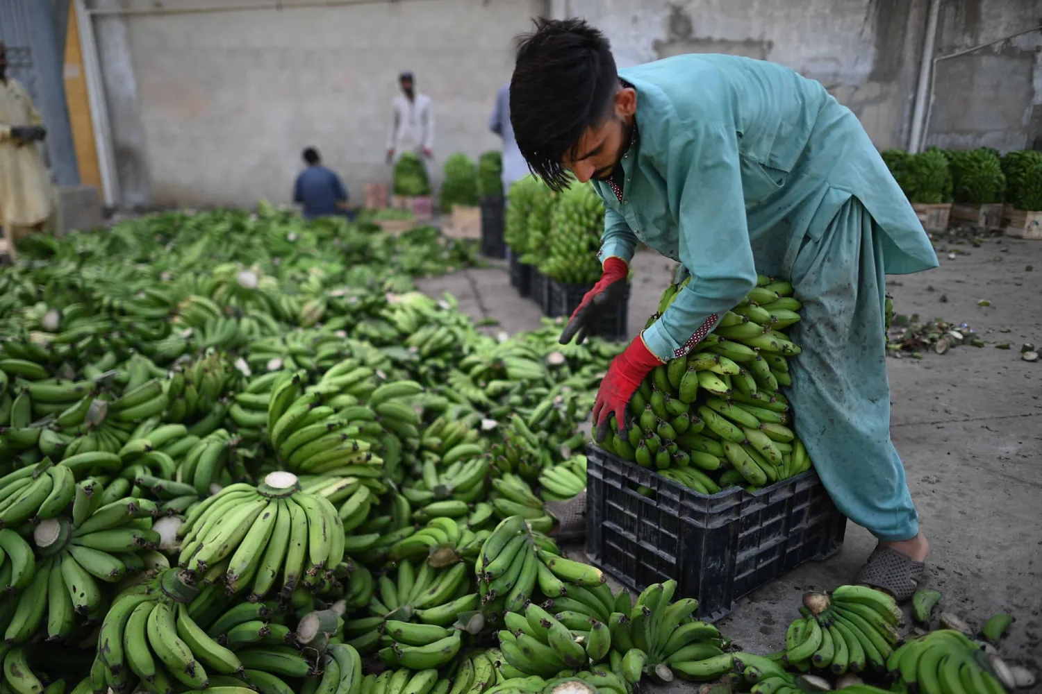 الموز يُعدّ مصدراً مهماً للبوتاسيوم (إ.ب.أ)