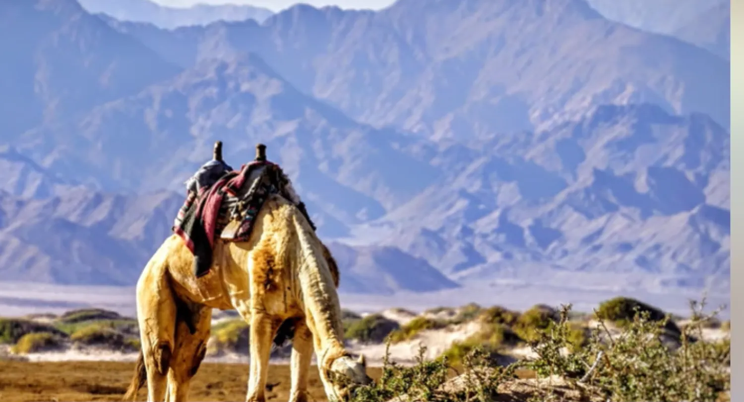 محمية نبق بجنوب سيناء (وزارة السياحة والآثار)