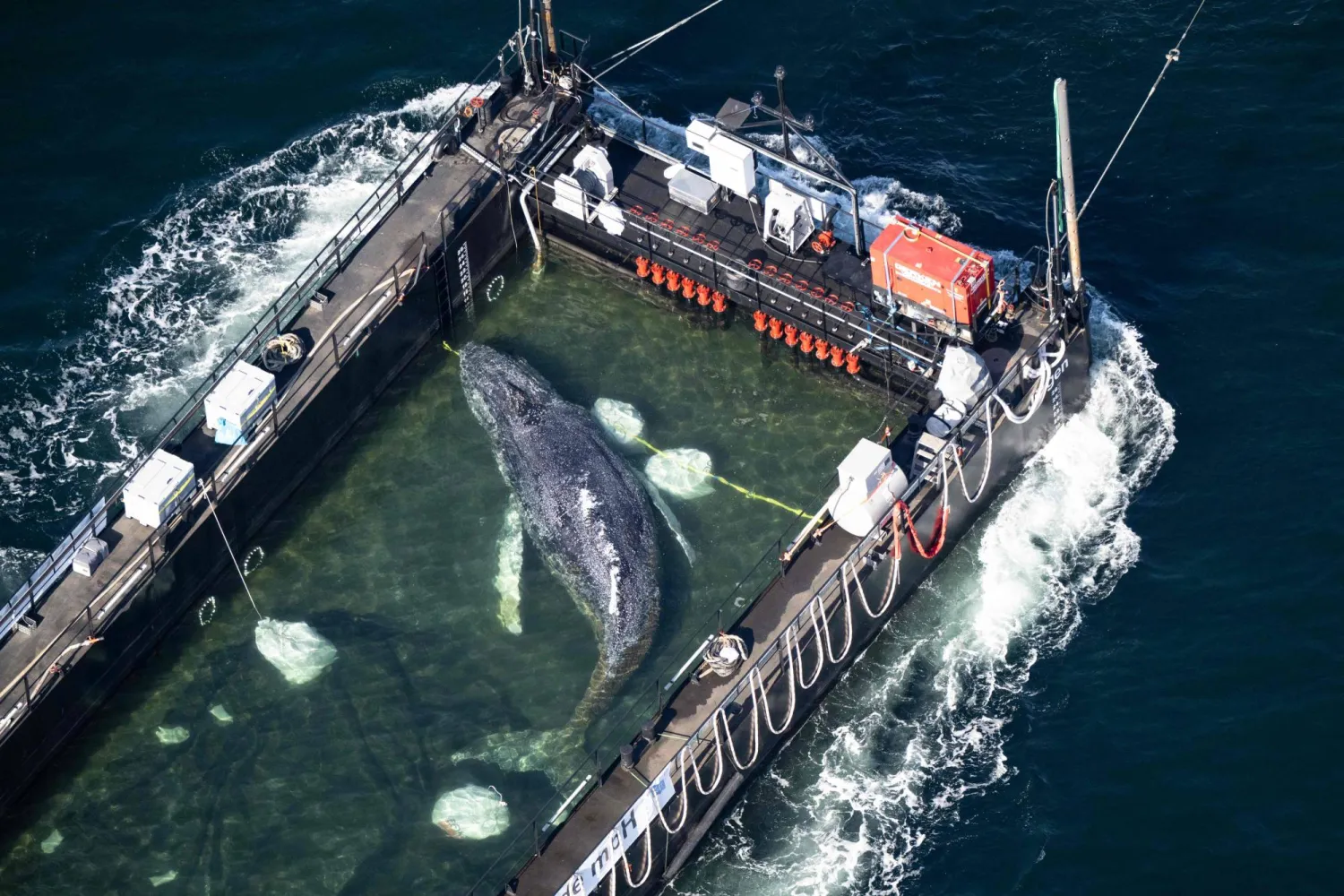 Aerial photo taken on April 29, 2026 shows the rescued humpback whale in a special barge along the Danish coastline enroute back to the North Sea after it beached on a sandbank near the city of Luebeck, in late March. (Photo by Philip Dulian / dpa / AFP)