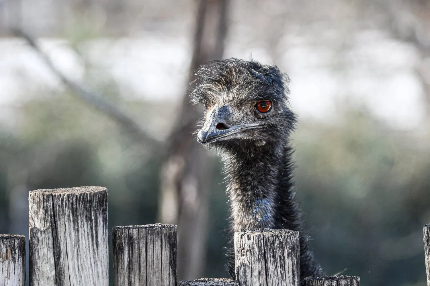 This undated photo provided by Dickerson Park Zoo on Wednesday, April 29, 2026, shows an emu named Adam at the zoo in Springfield, Mo. (Samantha Marshall/Dickerson Park Zoo via AP)