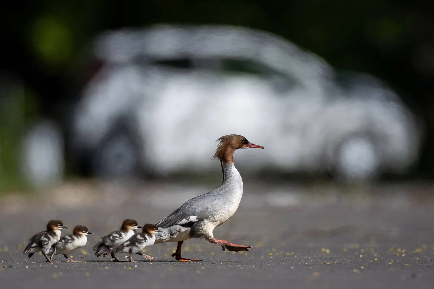  A common merganser (Mergus merganser) mother nicknamed Janina leads her ducklings from Lazienkowski Park in central Warsaw towards the Vistula River under the watchful eyes of volunteers and city parks department employees on April 28, 2026 in Warsaw, Poland. (AFP)