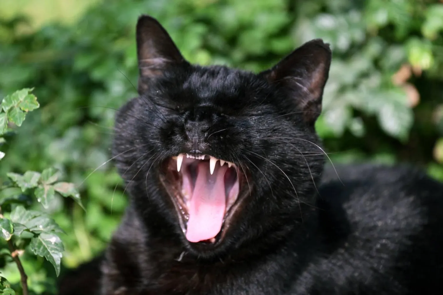 Peru'daki Miraflores Merkez Parkı'nda bir kedi esniyor (AFP)