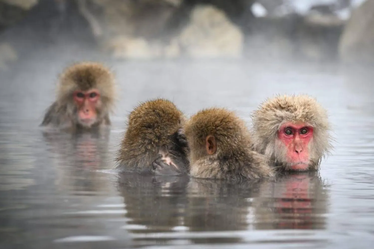 Japon makakları (AFP/Temsili)