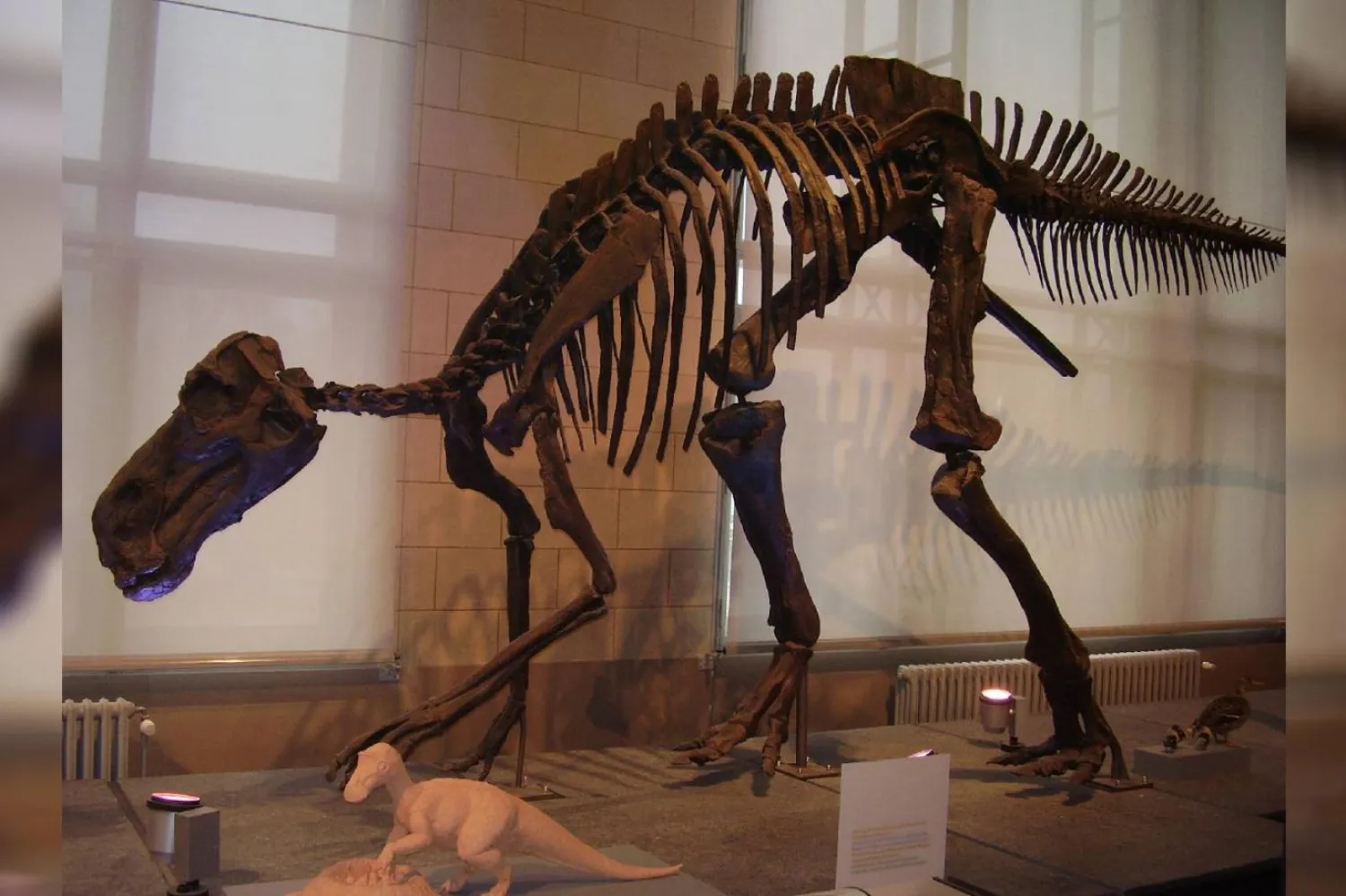 Maiasaura peeblesorum (Wikimedia Commons)