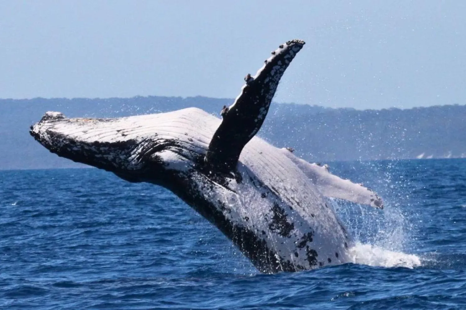 Kambur balinalar genellikle bilim insanlarının tahmin edebildiği rotalarda yolculuk yapıyor (Pacific Whale Foundation/AP)
