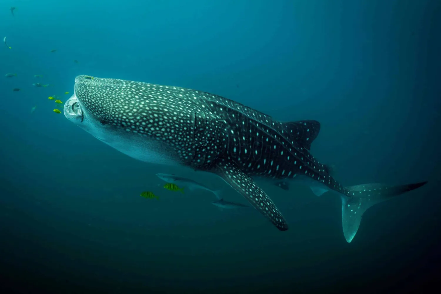 This handout photo by Jonathan Irish for Conservation International taken on March 19, 2023 and released on April 29, 2026 shows a whale shark in the waters off Raja Ampat Islands in West Papua, Indonesia. (Photo by Jonathan Irish / Conservation International / AFP) 