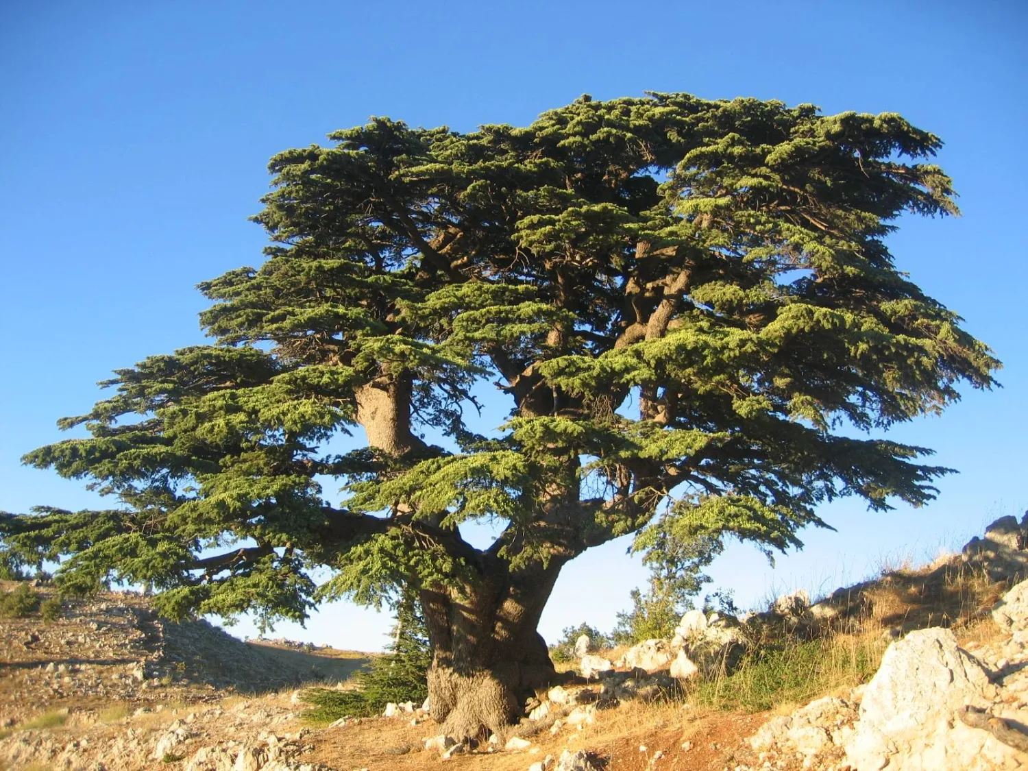 أرز لبنان الذي تغنى به الشعراء وباعه التجار