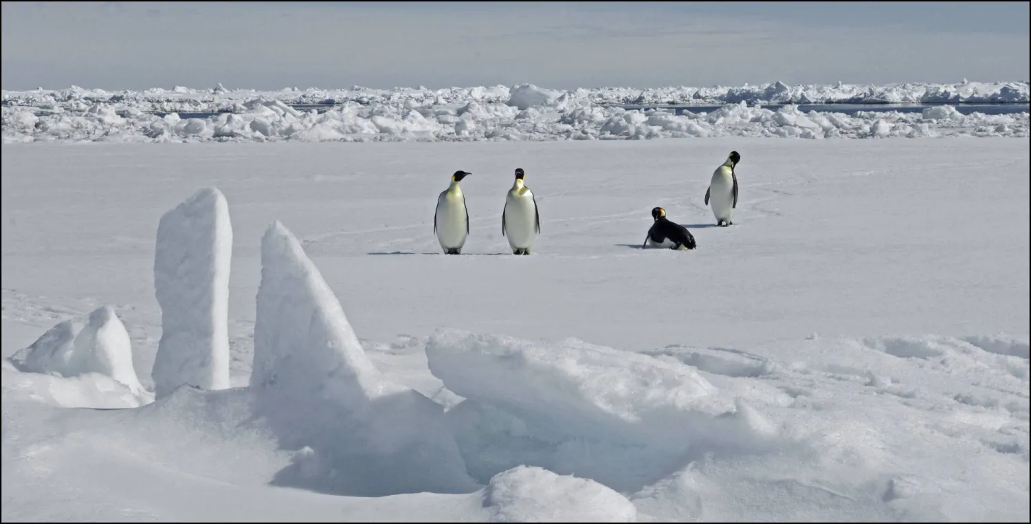 This handout photograph released by The British Antarctic Survey on April 8, 2026, shows Emperor Penguins on Antarctica on November 13, 2010. (Photo by PETER BUCKTROUT / BRITISH ANTARCTIC SURVEY / AFP) 
