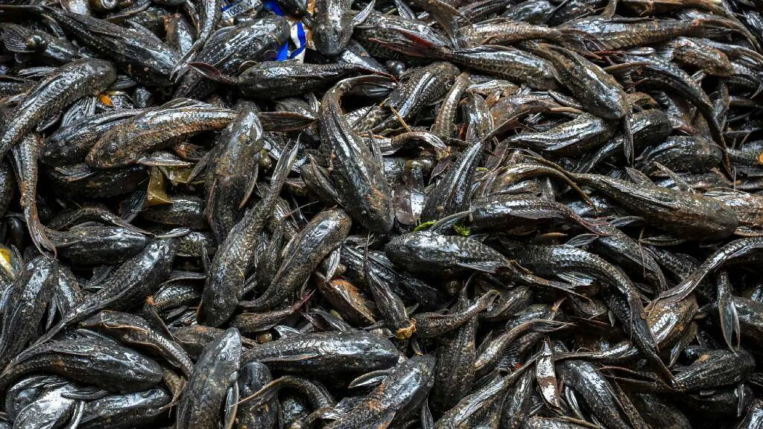 The sapu-sapu was introduced to Indonesia from South America, brought in to keep aquariums algae free but chucked into rivers as they outgrew their tanks. BAY ISMOYO / AFP
