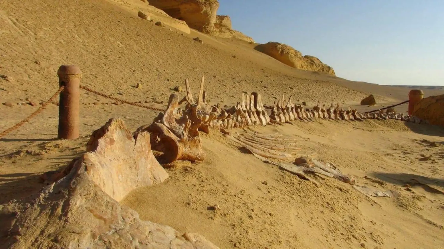 وادي الحيتان من المحميات الطبيعية النادرة بمصر (وزارة البيئة)