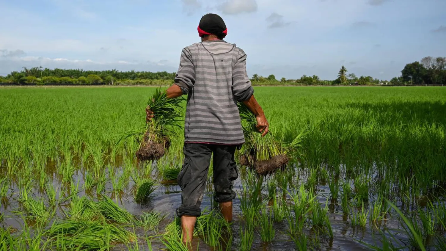 A farmer carries rice seedlings to plant in a paddy in Sekinchan, Malaysia's Selangor state. Mohd RASFAN / AFP/File
