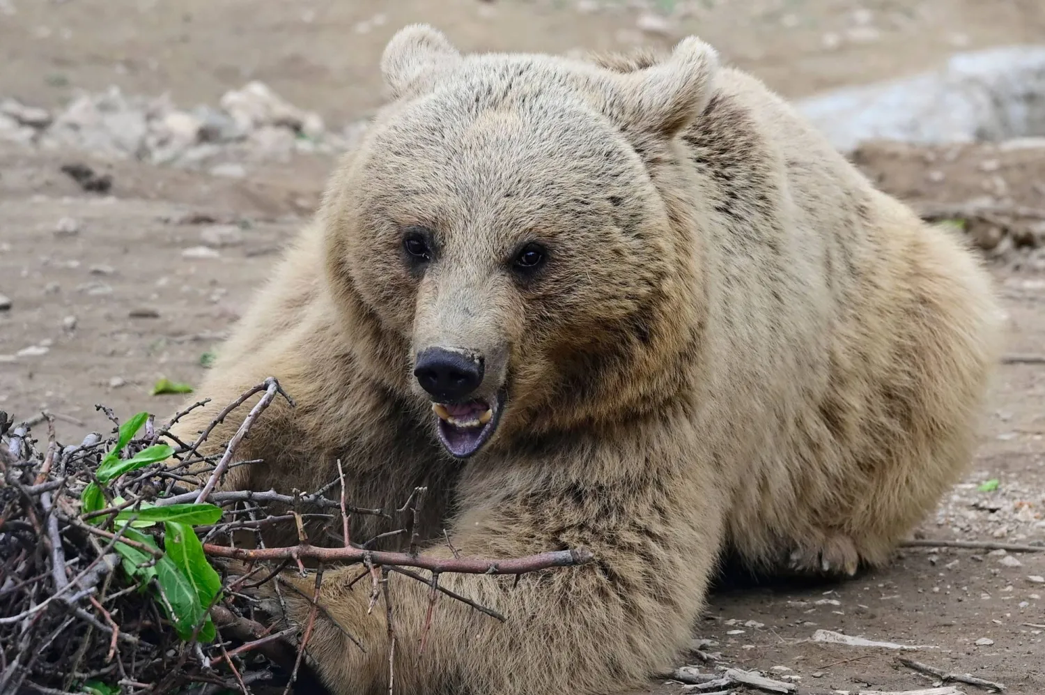 A bear, who was rescued from captivity, is seen in an enclosure at the Foundation for the Preservation of Wildlife and Cultural Assets (FPWC) - in Armenia's highlands near the village of Urtsadzor, 68km from Yerevan, on April 21, 2026. (Photo by KAREN MINASYAN / AFP)