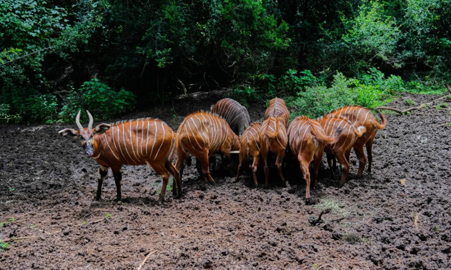 Critically endangered mountain bongos feed in a forest enclosure at the Mount Kenya Wildlife Conservancy in Nanyuki, Laikipia County, Kenya, Saturday, May 9, 2026. (AP Photo/Brian Inganga)