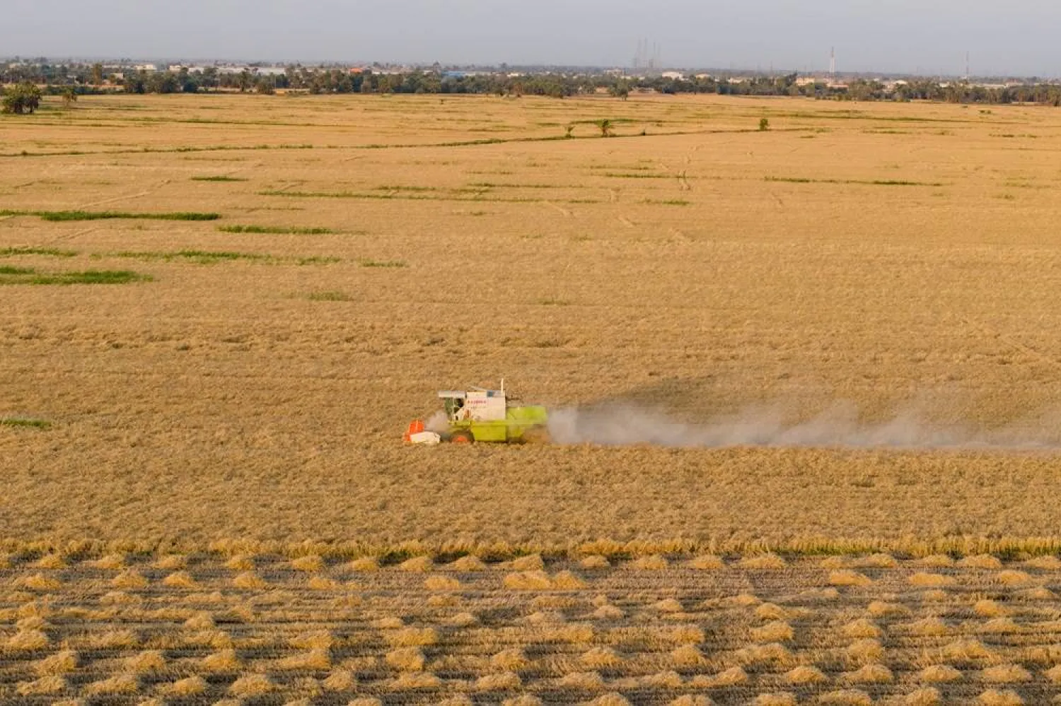  An Iraqi farmer drives his combine harvester through the wheat field in the Iraqi town of Al-Mishkhab south of Najaf. Iraq, Saturday, May 9, 2026. (AP) 