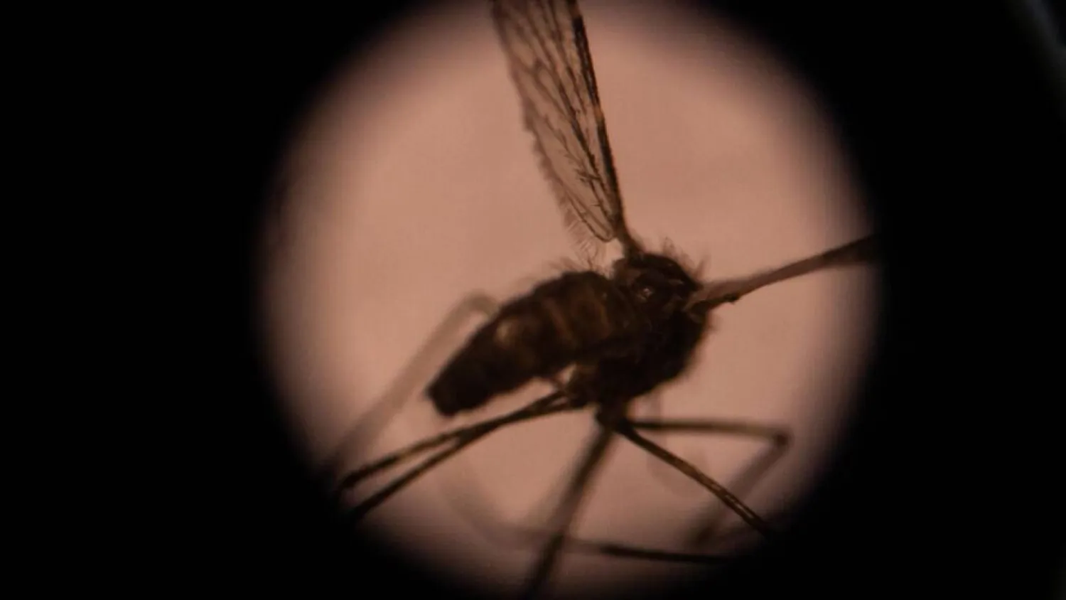 Our greatest nemesis. By transmitting diseases, mosquitoes kill three quarters of a million people a year. Olympia DE MAISMONT / AFP/File

