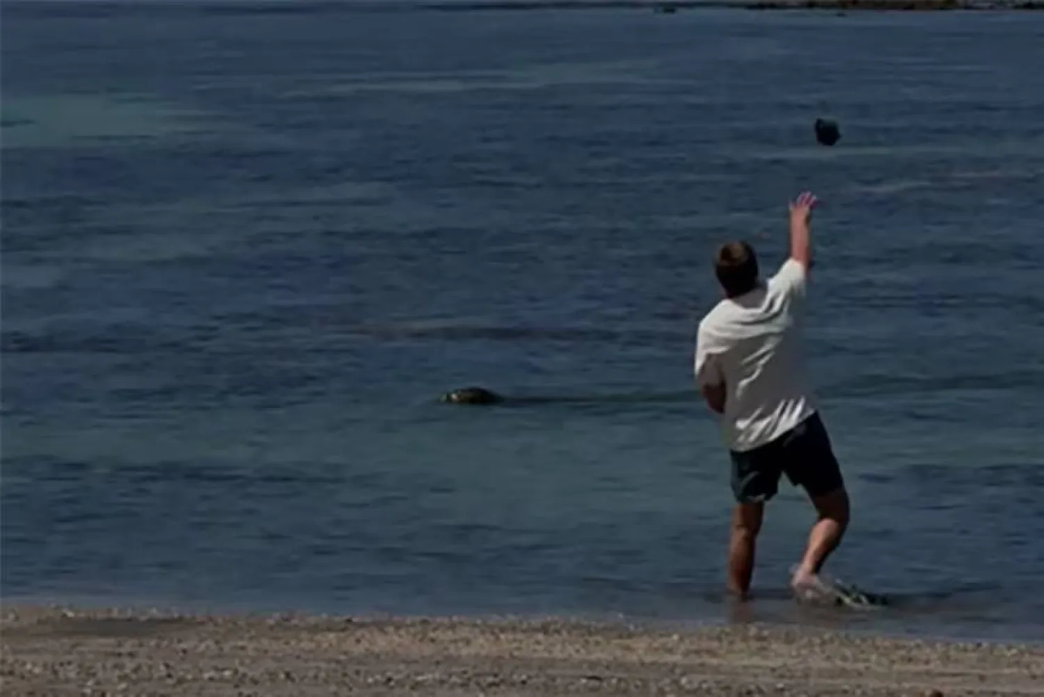 Igor Mykhaylovych Lytvynchuk was charged with harassing and attempting to harass a protected animal after being seen throwing a rock at a Hawaiian monk seal. Photo: US Attorney's Office District of Hawaii