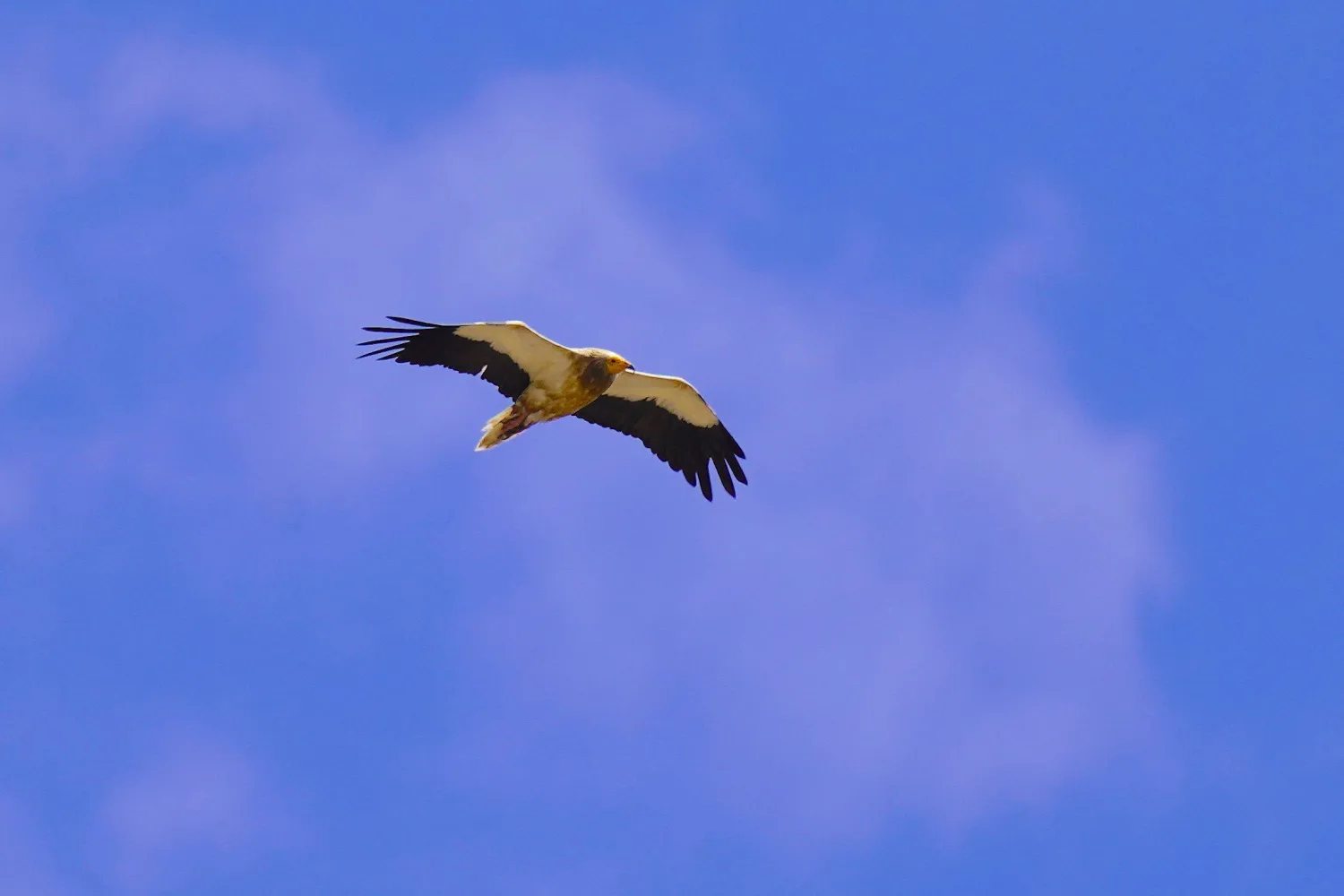 This file photo taken on September 12, 2024 shows an Egyptian vulture (Neophron percnopterus) flying over Gjirokaster, Albania. (AFP)
