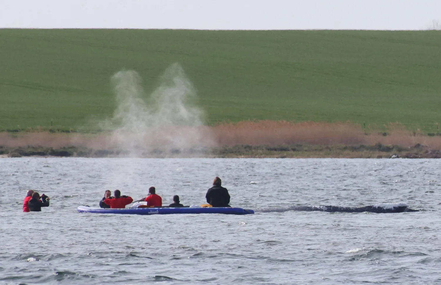 A rescue team is seen close to a stranded humpback whale in the Wismarer Bucht bay of the Baltic Sea off the island of Poel, northern Germany, on April 27, 2026. (AFP)