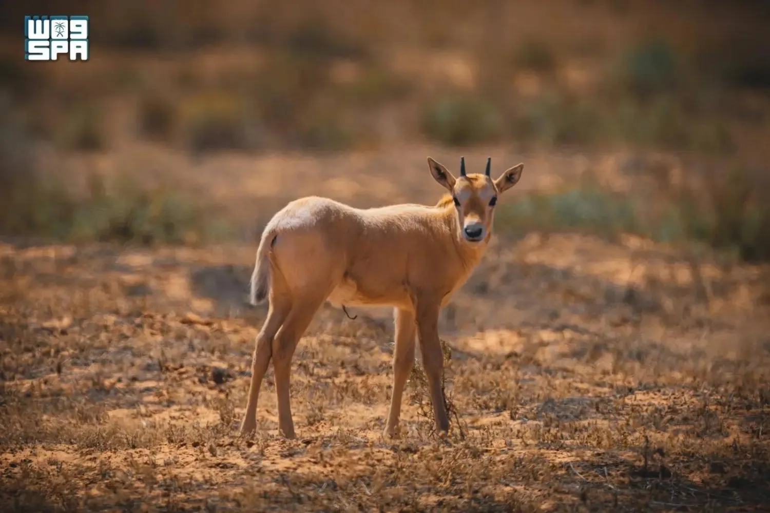 The new births reflect continued improvement in vegetation cover and biodiversity within the reserve. (SPA)