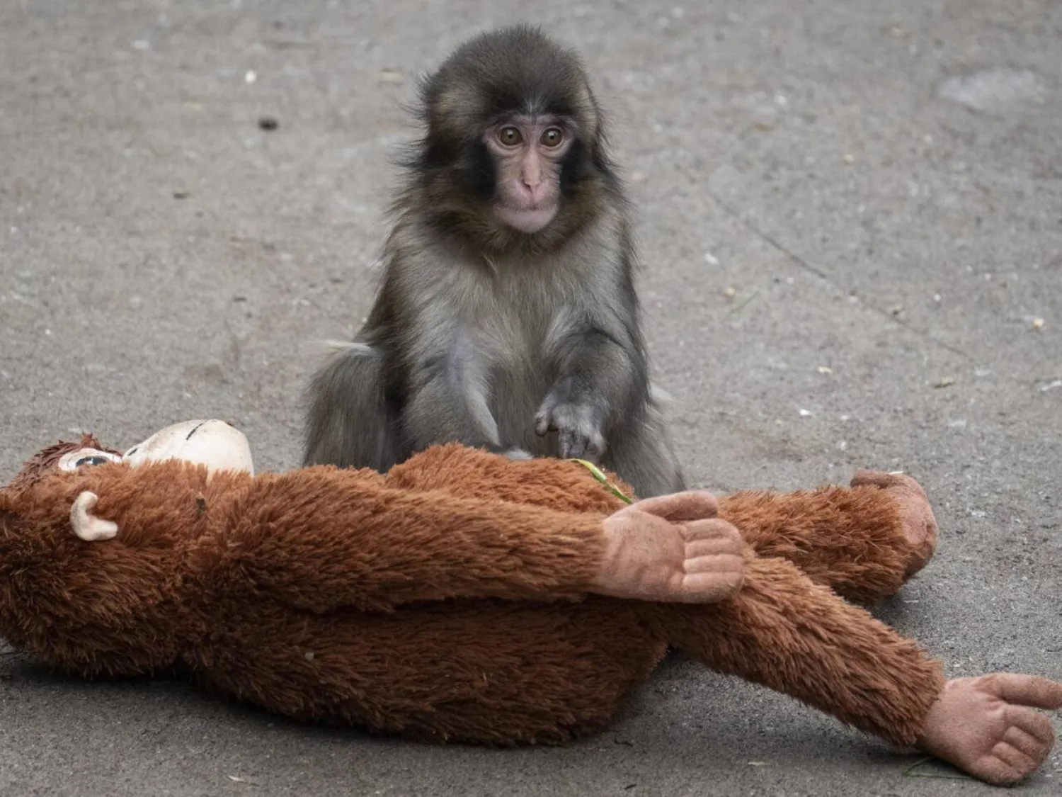 Tourists have flocked to the Ichikawa City Zoo to see the macaque named Punch, who was abandoned by his mother shortly after his birth. Yuichi YAMAZAKI / AFP

