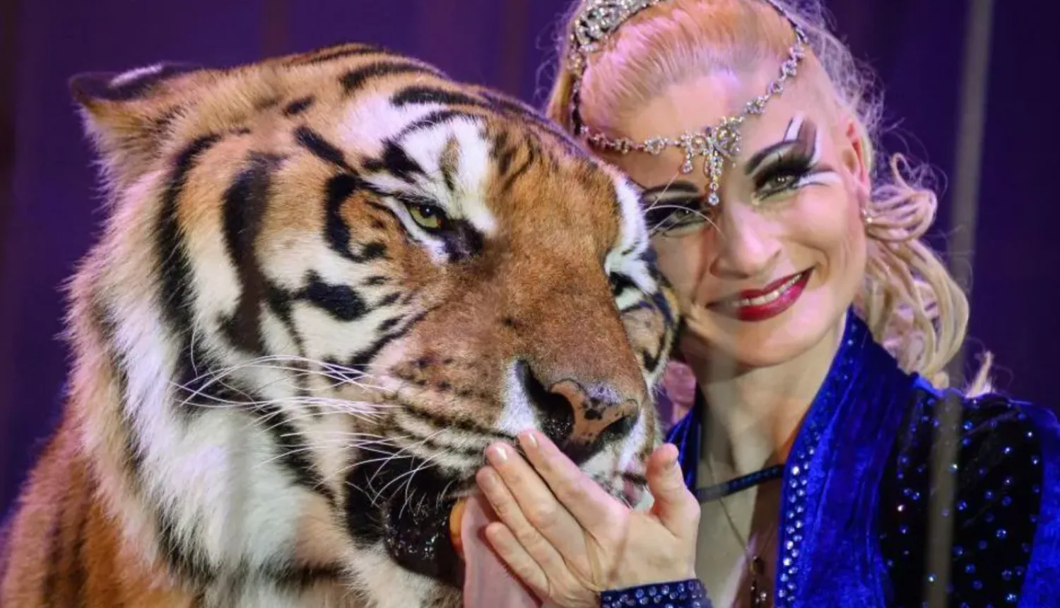 Local media say the tiger belongs to controversial trainer Carmen Zander, also known as Germany's "Tiger Queen" - AFP
