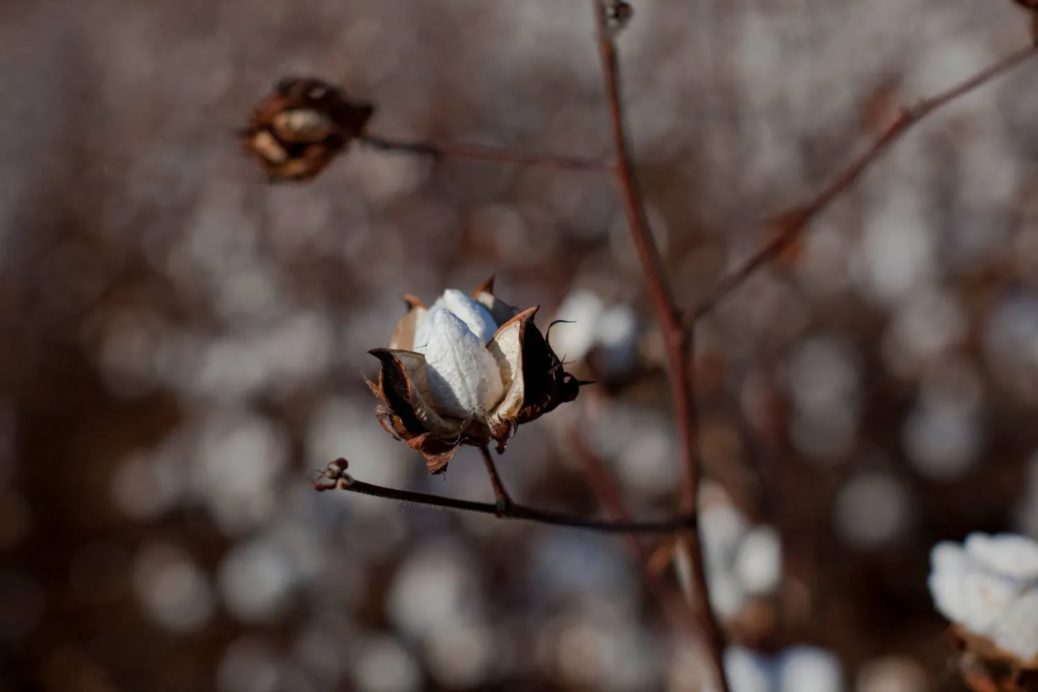 FILE PHOTO: Cotton is ready to be harvested as it covers a field in Minturn, South Carolina November 24, 2012. REUTERS/Randall Hill/File Photo