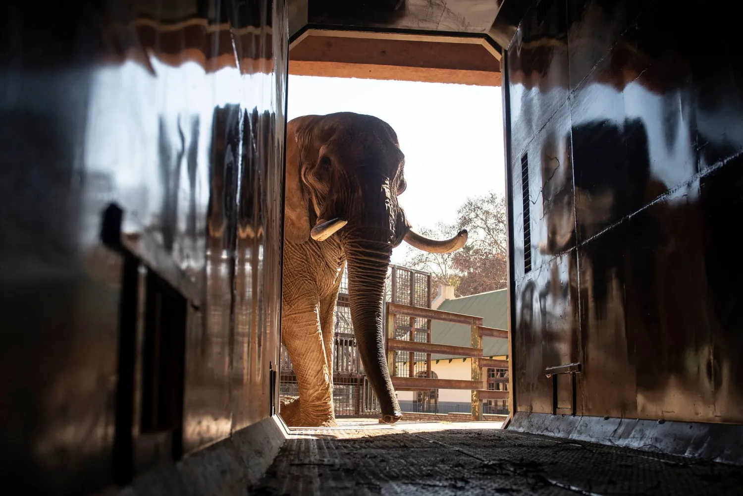 FILE - Charley, an ageing four-ton African elephant, is trained to enter a transport container, on Aug. 9, 2024 at the Pretoria, South Africa's, National Zoological Gardens. (AP Photo, File)