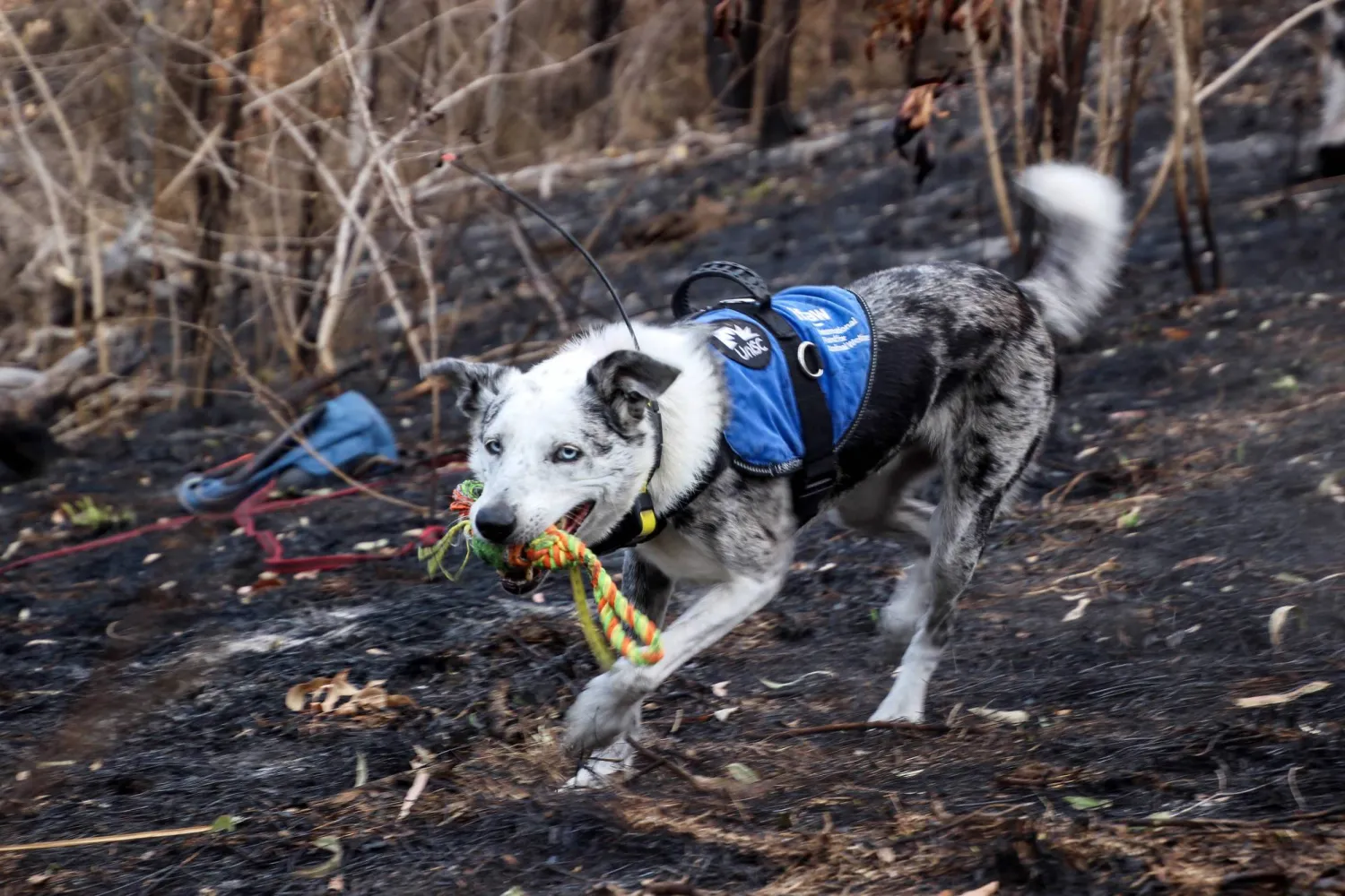This handout photo from the International Fund for Animal Welfare (IFAW) taken on November 10, 2023, shows Bear, a koala detection dog who recently retired, during a training session at an unknown location.  (Photo by Handout / International Fund for Animal Welfare (IFAW) / AFP) 