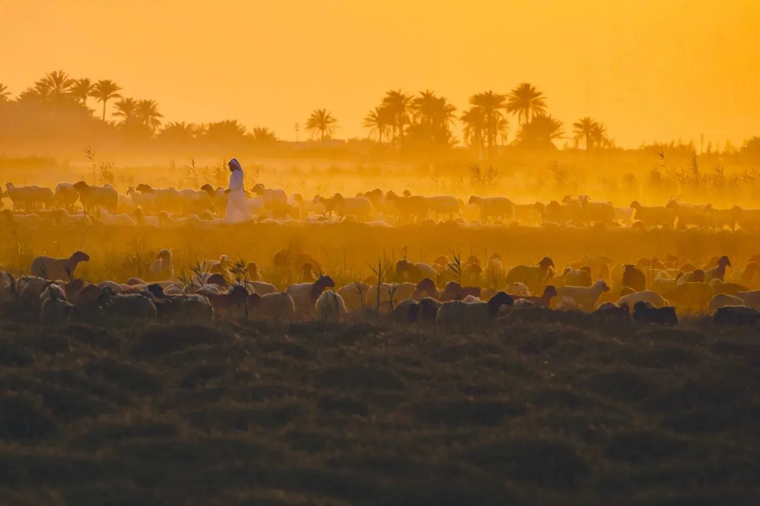 An Iraqi shepherd leads a flock of sheep at sunset in the town of Mishkhab, south of Najaf, Iraq. (AFP) 
