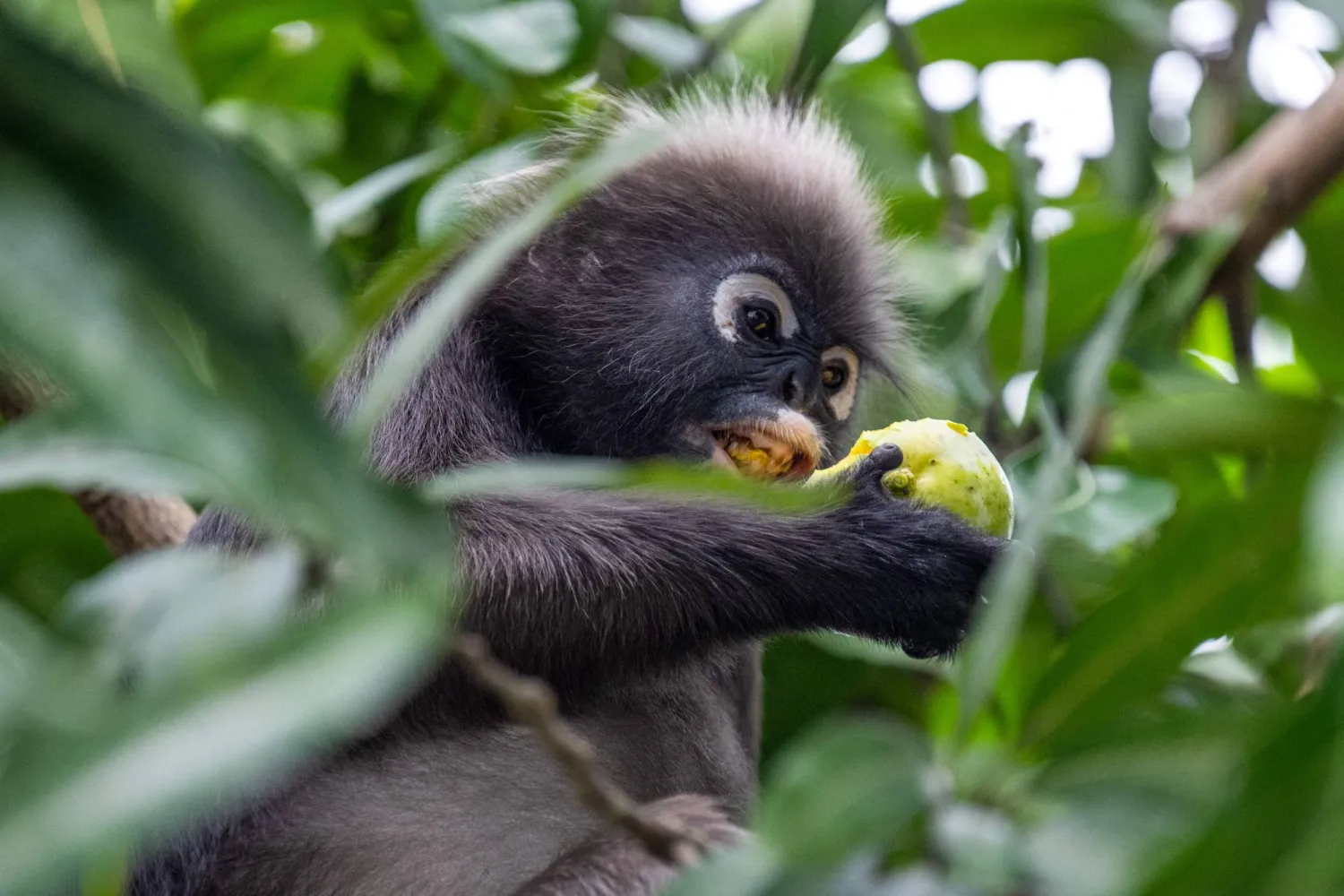 This picture taken on April 9, 2026 shows a dusky langur called "Julie", named by the Langur Project Penang (LPP), eating a mango from a tree in the Tanjung Bungah area of George Town on Malaysia's Penang Island. (Photo by Mohd Rasfan / AFP) 