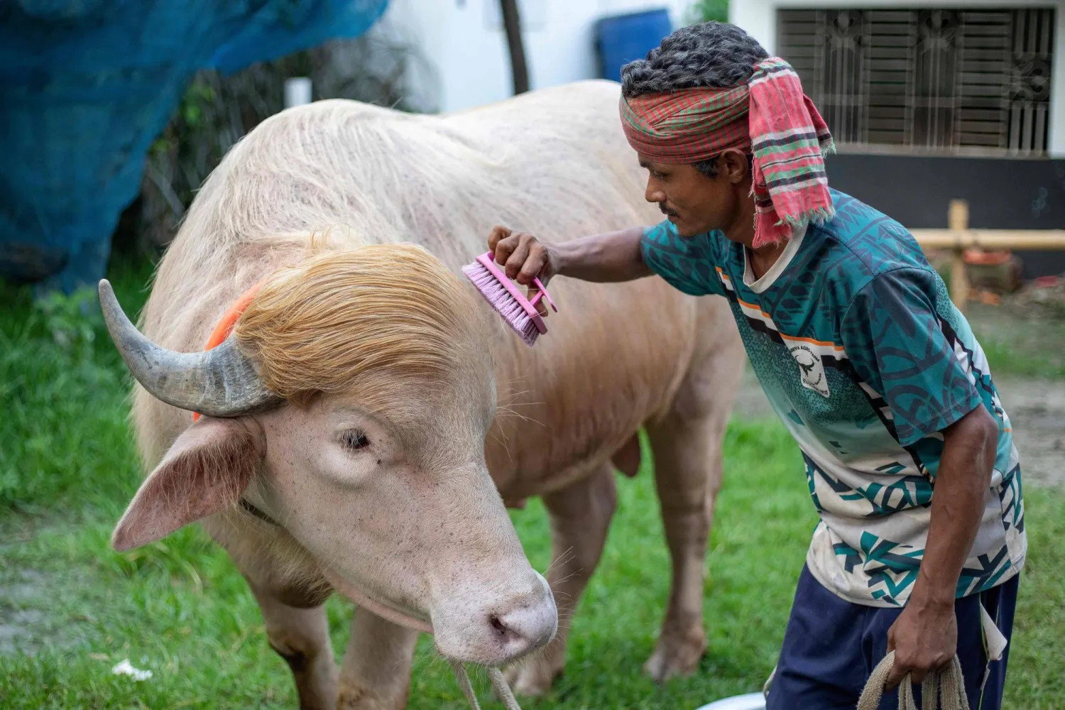 This photograph taken on May 17, 2026 shows a caretaker attending an albino buffalo nicknamed "Donald Trump" for sale ahead of Eid al-Adha at a livestock farm in Narayanganj. (Photo by Salahuddin AHMED / AFP)