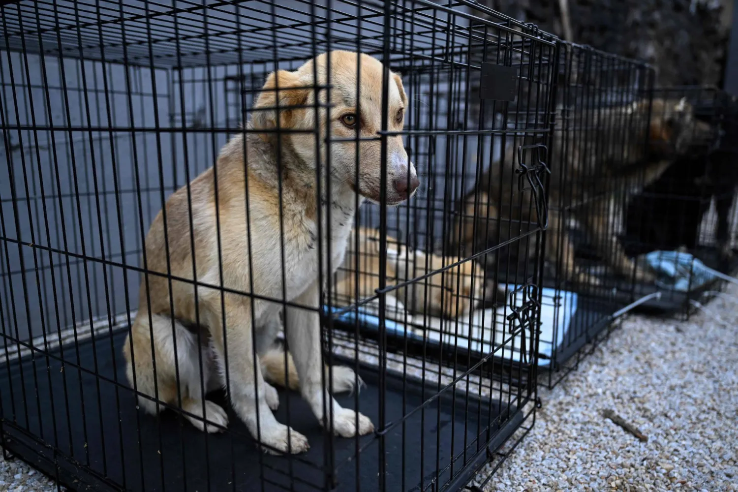 Stray dogs sit inside cages waiting to be released after a sterilization process carried out by animal rights organization Four Paws near the town of Podujevo on May 19, 2026. (Photo by Armend NIMANI / AFP)