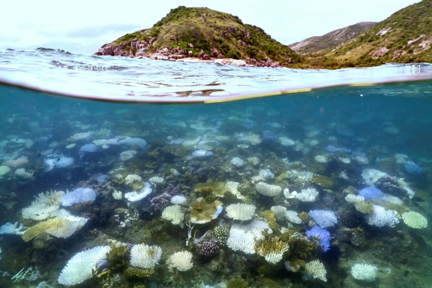 (FILES) This underwater photo taken on April 5, 2024, shows bleached and dead coral around Lizard Island on the Great Barrier Reef, located 270 kilometres (167 miles) north of the city of Cairns. (Photo by DAVID GRAY / AFP) 