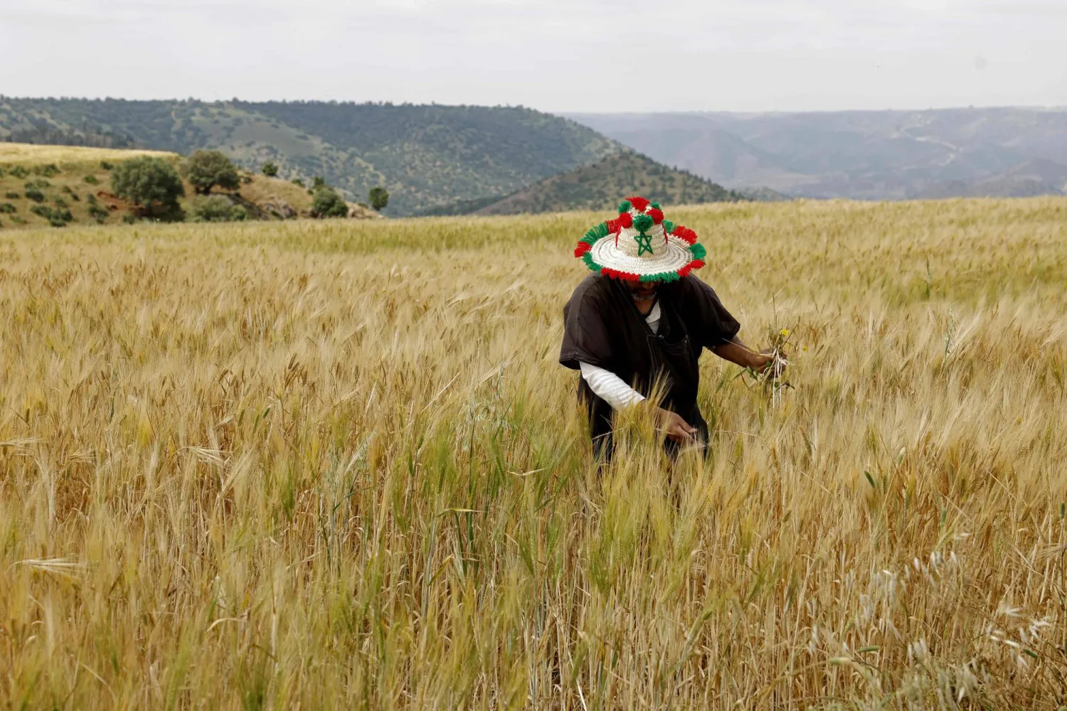 A farmer works in his wheat field in the Sebt Meghchouch region of Morocco, on April 28, 2026. (Photo by Abdel Majid BZIOUAT / AFP)